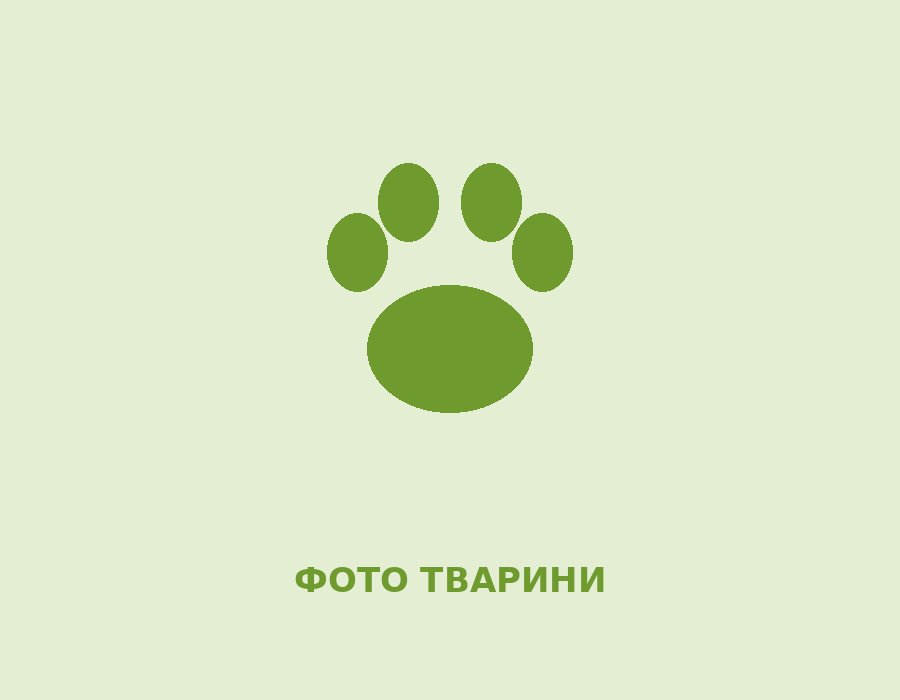 Тиша